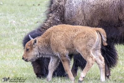 Buffalo Baby Yellowstone NP 2025
